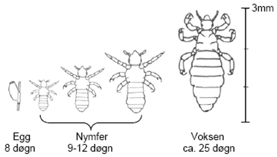Hodelusas utviklingsstadier