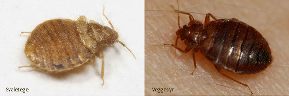 Svaletege og veggedyr