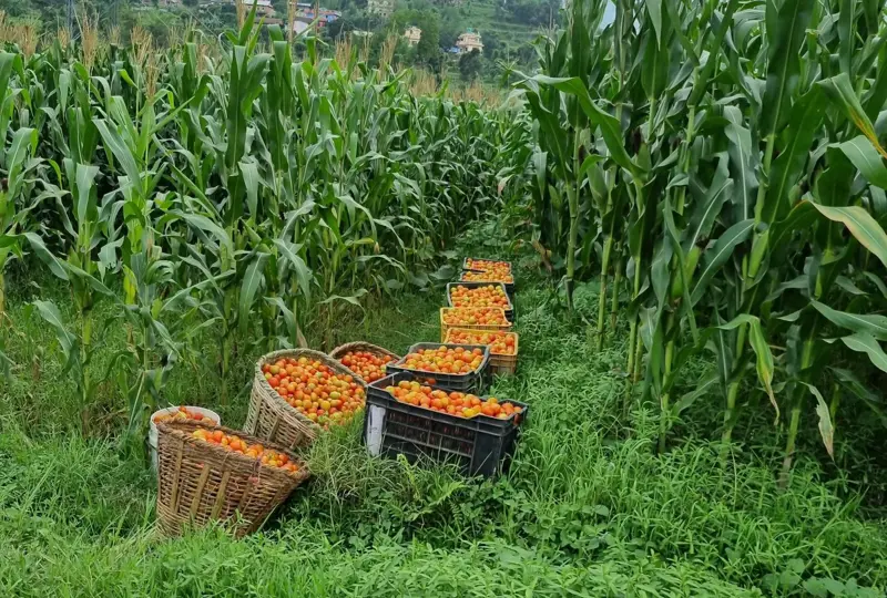 A field in Nepal