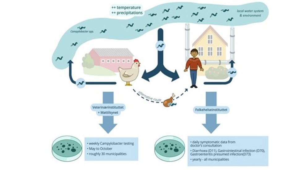 Illustrasjon av en forenklet Campylobacter spp