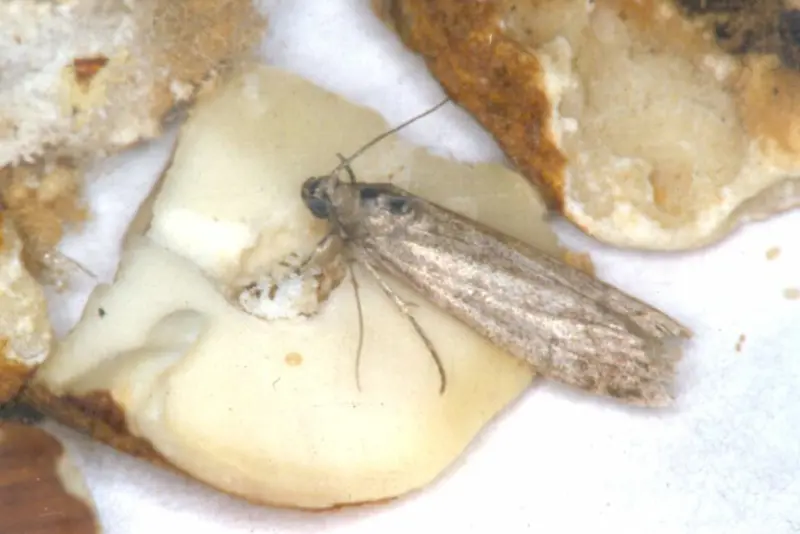 Daddelsmalmott