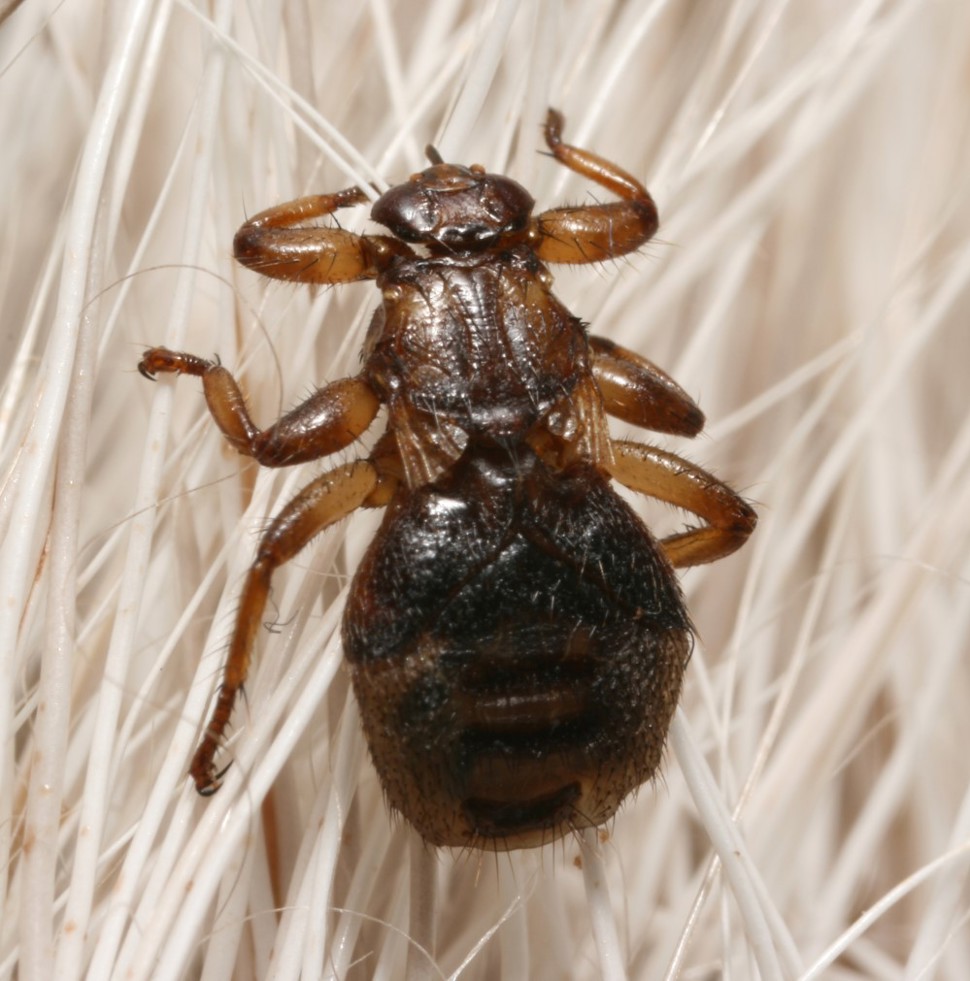 Hjortelusflue, uten vinger. Latin name: Lipoptena cervi. Adult deer ked, or deer fly without wings.