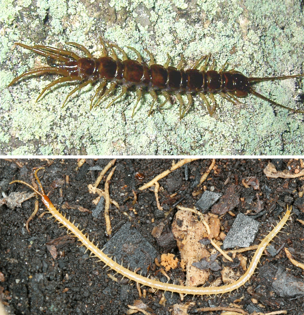 Skolopendere