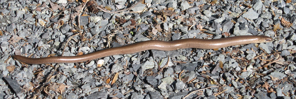 Stålorm