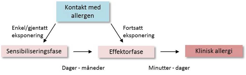 Allergisk reaksjon 