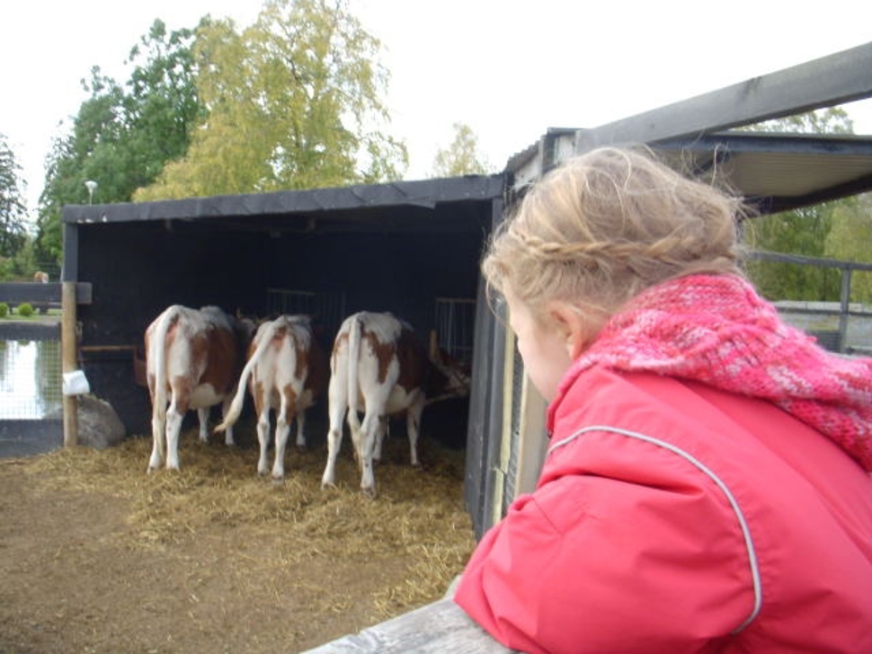 barn og ku