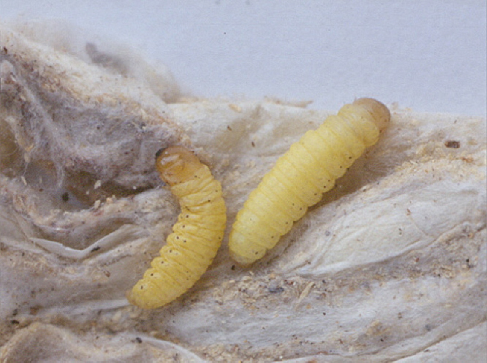 Humlebolvoksmott